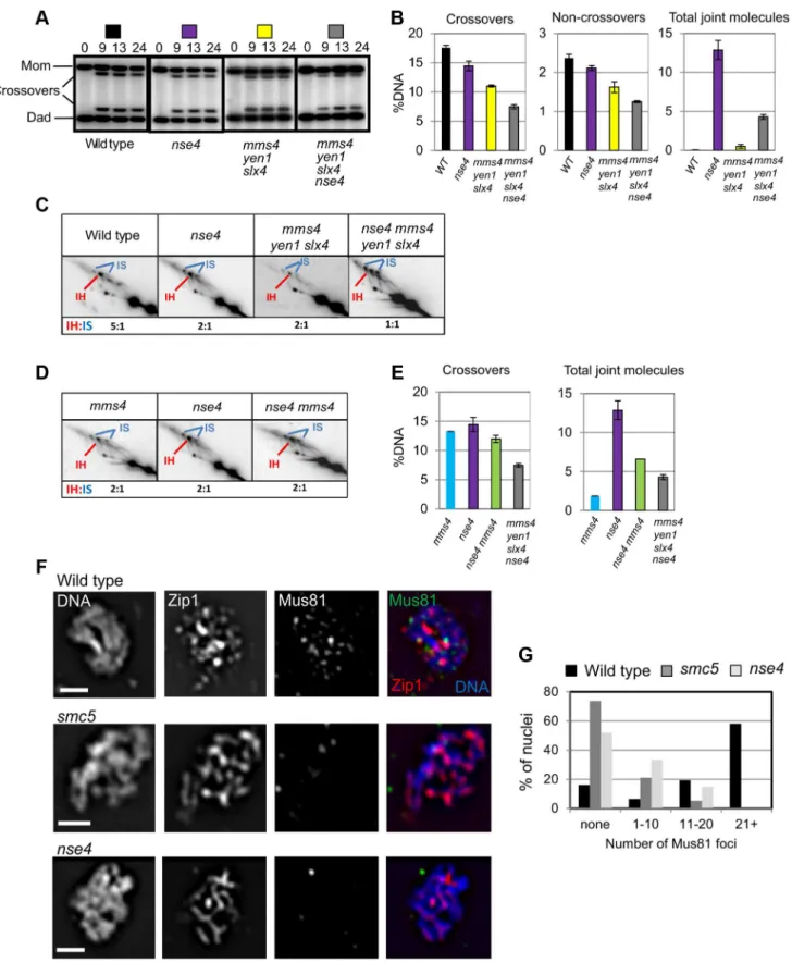 Figure 7. Smc5/6 regulates joint molecule resolution by Mus81-Mms4. (A) Representative images of 1D analysis of crossover levels