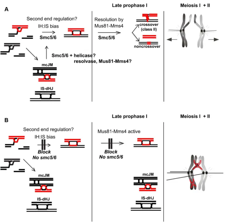 Figure 11. Model for Smc5/6 function during meiosis. (A) In wild type cells, Smc5/6 is present and ensures the formation of IH-dHJs either directly or perhaps by removing mcJMs and IS-dHJs, returning them to an interhomolog fate