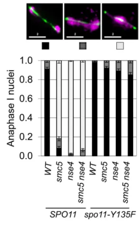 Figure 3. Meiotic depletion of Smc5 and Nse4 leads to Spo11-dependent nuclear separation defects in meiosis