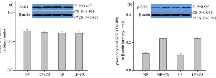 Fig 3. Protein levels of total (a) and phosphorylated (b) p70S6K1 in skeletal muscle. β-actin was used to normalize the abundance of total and phosphorylated S6K1