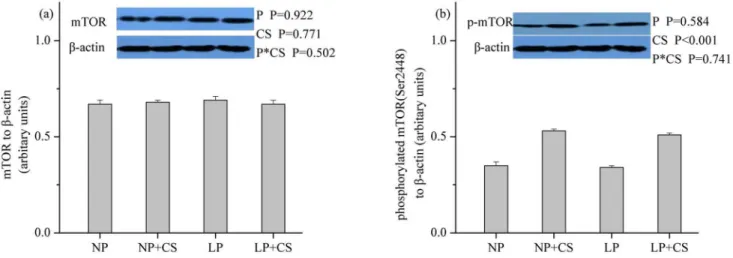 Fig 1. Protein levels of total (a) and phosphorylated (b) mammalian target of rapamycin in skeletal muscle