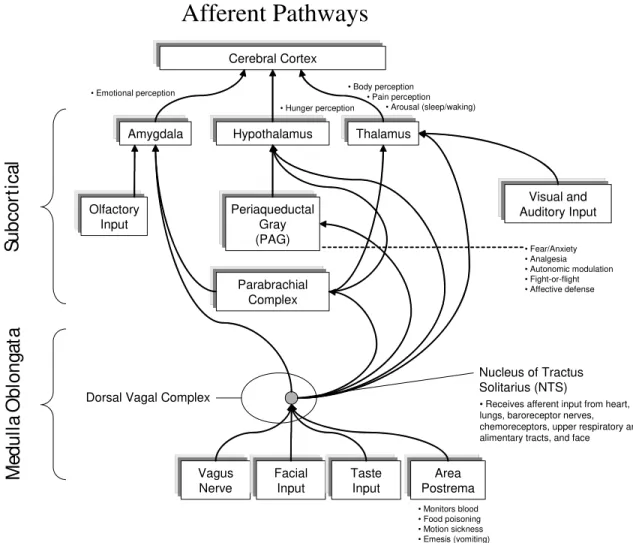 Figure 5. Diagram of the currently known afferent pathways by which information from  the heart and cardiovascular system modulates brain activity