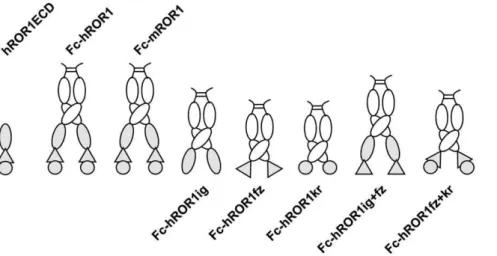 Table 1. Panel of chimeric rabbit/human Fab selected by phage display.