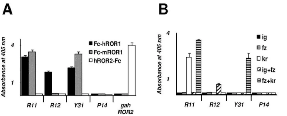 Figure 2. Amino acid sequences of R11, R12, and Y31. The amino acid sequence alignment of the rabbit variable domains (V k , V l , and V H ) of chimeric rabbit/human Fab clones R11, R12, and Y31 is shown with framework regions (FR) and complementarity dete