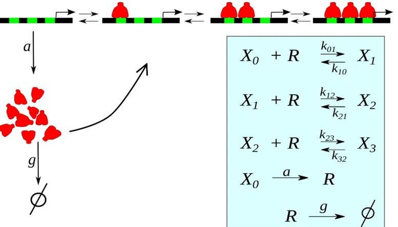 Fig 1. Sketch of the autorepressive single-gene loop with three binding sites. The repressor molecules R (red) can bind to regulatory sites (green) on the DNA inhibiting its own synthesis