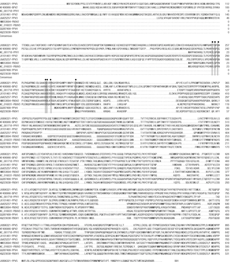 Figure 2. Amino acid sequence alignment of VP1 with the putative phospholipase A 2 motif of PPV5, other PPVs, PBoV, and BPV2.