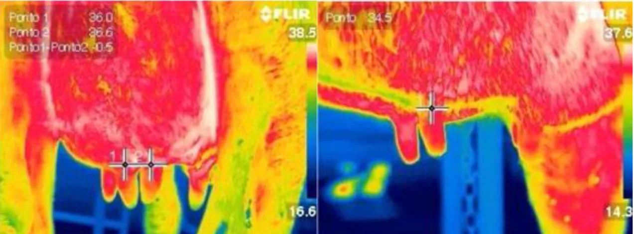 Figure 1 - Infrared thermography at the caudal and lateral lateral positions. 