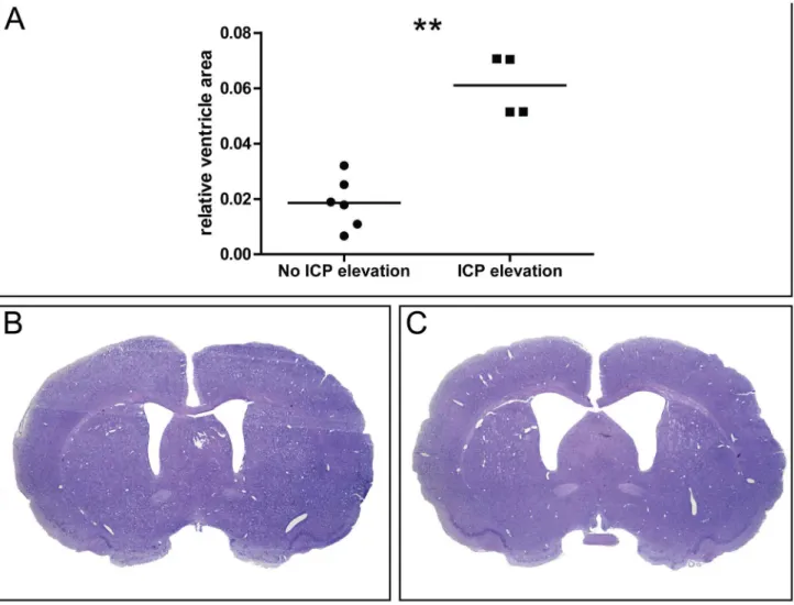 Figure  4.    Intracranial  pressure  and  histology.    Relative  ventricle  area  (ventricle  area  /  brain  area)  (A)  in  SAH  animals  with normal ICP (≤ 10 mmHg) or elevated ICP (&gt; 10 mmHg)