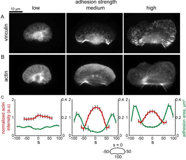 Figure 11. Dynamical simulations of cell shape for different adhesion drag coefficents recapitulate experimentally observed differences in cell shape