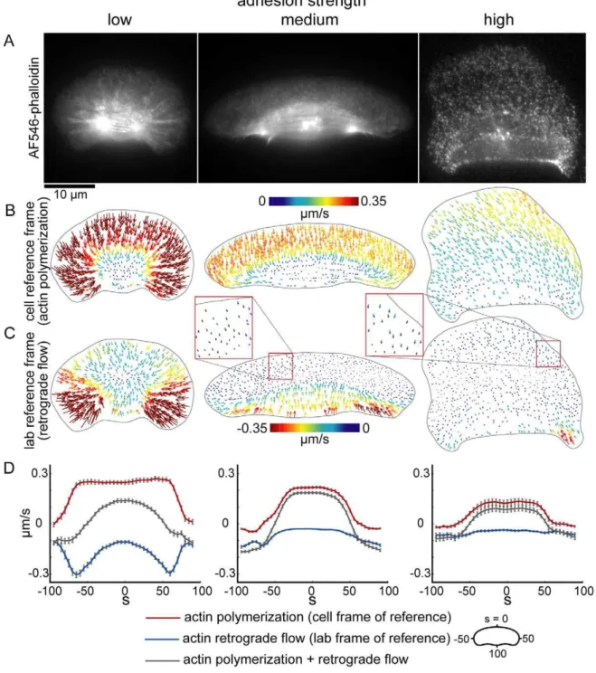 Figure 7. Actin polymerization and retrograde flow rates decrease as adhesion strength increases