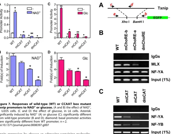 Figure 8. ChIP assays. (A) Txnip promoters (wild-type or mutant) were inserted into pEGFP-1 vectors using Xho I and BamH I sites, and these constructs were used to generate G418-resistant stable cell lines, which were used for ChIP assays
