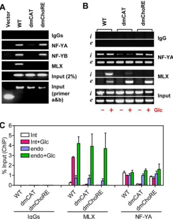 Figure 9. ChIP assays. (A) the occupancy of MondoA/MLX on Txnip promoter is contingent on the occupancy of NF-Y; cells were incubated in complete DMEM with 1 g/L of glucose