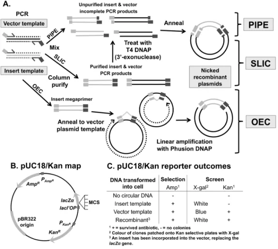 Figure 1. Principles of polymerase incomplete primer extension (PIPE) cloning, sequence and ligation-independent cloning (SLIC) and overlap extension cloning (OEC)