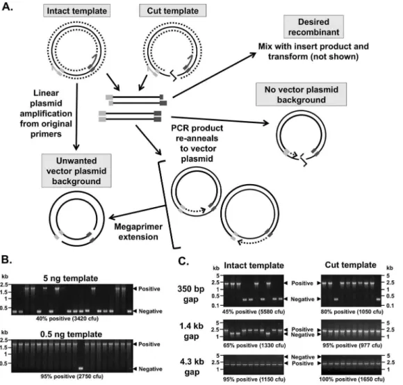Figure 2. Generation of nicked vector plasmid can reduce PIPE cloning efficiency. Unwanted copies of the original vector plasmid template can be generated by overlap extension in the process of obtaining vector-backbone PCR product (A)