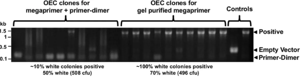 Table 1. Direct comparison of PIPE, SLIC and OEC for various insert sizes. Insert Size a Technique Cloning Efficiency Colonies Fold Increase b 85 bp PIPE 100% 1560 1 SLIC 100% 15800 10 OEC 95% 15100 10 350 bp PIPE 98% 176 1 SLIC 98% 18500 105 OEC 90% 9200 