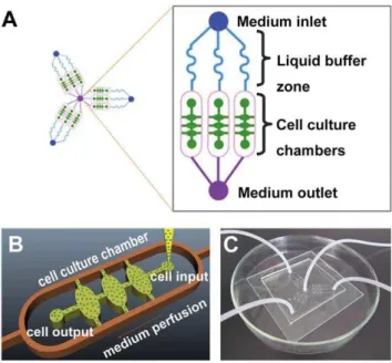 Figure 1. A microfluidic chip designed for the study of cancer cells invasion in 3D matrix