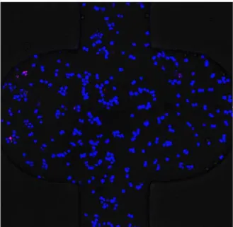 Figure 3. Morphology of A549 cells on 2D surfaces and in 3D matrix. (A) A549 cells were cultured on 2D surfaces