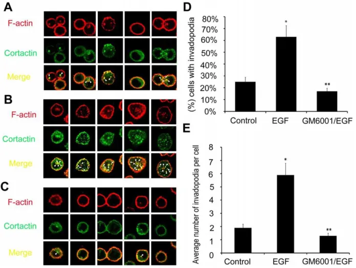 Figure 7. Actual invadopodia formation of A549 cells in control group (A), EGF group (B), and GM6001/EGF group (C) in 3D extracellular matrix in the microfluidic device with confocal system