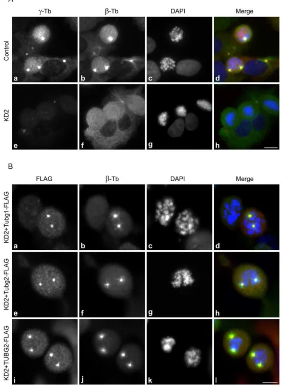 Figure 4. c-Tubulin 2 rescues centrosomal microtubule nucleation in c-tubulin 1-depleted mitotic cells
