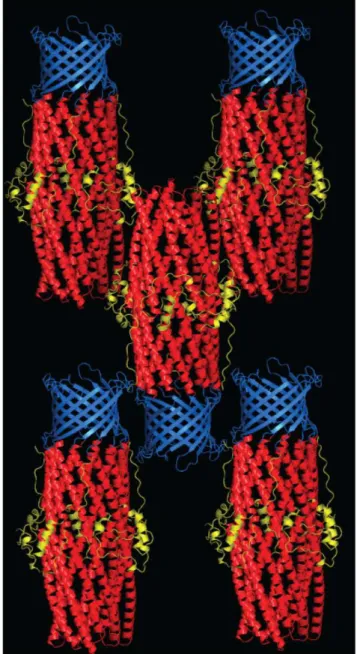 Figure 2. Crystal packing of CusC. Cartoon representation of the packing of CusC within the crystal, with the molecule colored by domain (b-barrel, blue; a-barrel, red; equatorial domain, yellow).