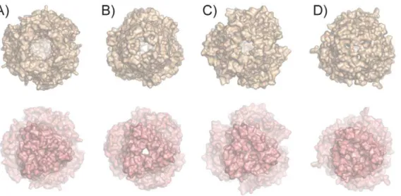 Figure 6. Structural comparisons of the intra- and extracellular openings of OMF proteins