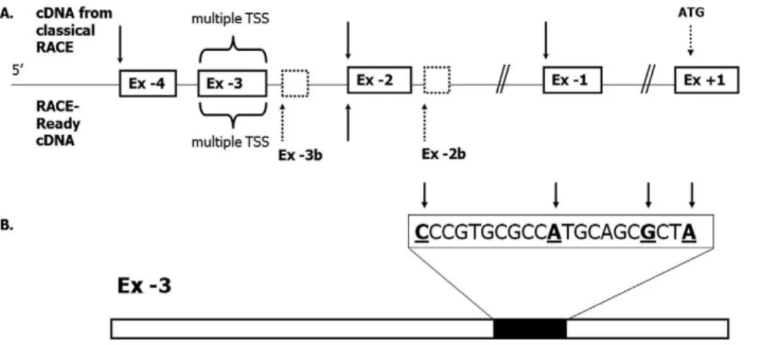 Figure 3. Relative expression levels of different splicing forms assessed by qRT-PCR. Diagram of individually designed probes (for probe and primer sequences see Table S1) used to evaluate the expression levels of twelve identified splicing variants of ATP