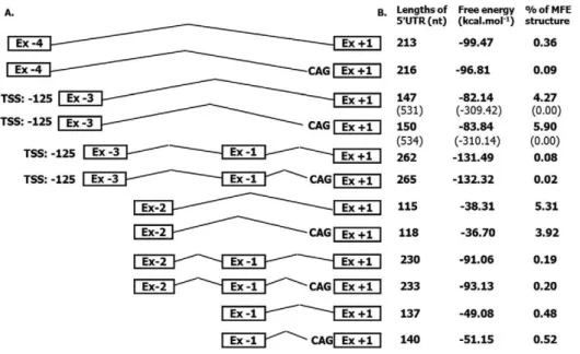 Figure 7. Thermodynamic properties of identified 5 9 UTR isoforms. The comparison of the 59UTR length and RNA secondary structure free energy and percentage of minimal free energy (MFE) for all identified ATP8B1 5 9 UTR isoforms, schematically depicted on 