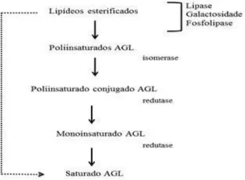 Figura 1 – Esquema de lipólise e biohidrogenação (Adaptado de JENKINS, 1993). 