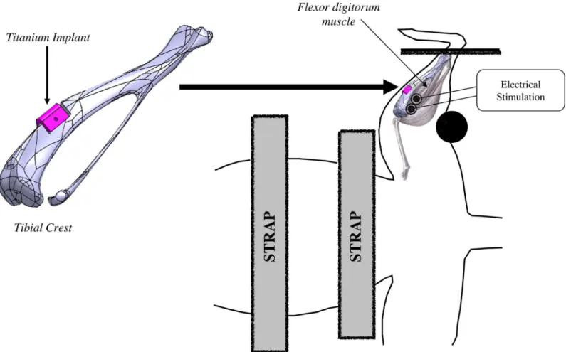 Fig 1. Design of the implant and NEMS device. Rat is positioned in supination. Straps located on thorax and abdomen avoid any movement interference.