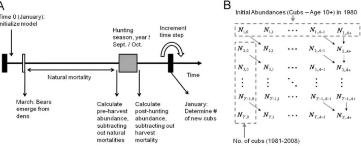 Figure 1. A visual depiction of the timeline used in black bear population models. A number of processes (including non-hunting mortality, harvests, and recruitment) govern annual changes in abundance and age composition (Panel A)