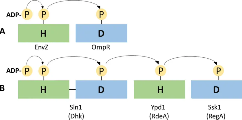 Fig 1. Architectural differences between His-Asp phosphotransfer systems. (A) Two component phosphotransfer involved in osmoregulation in Escherichia coli [1]