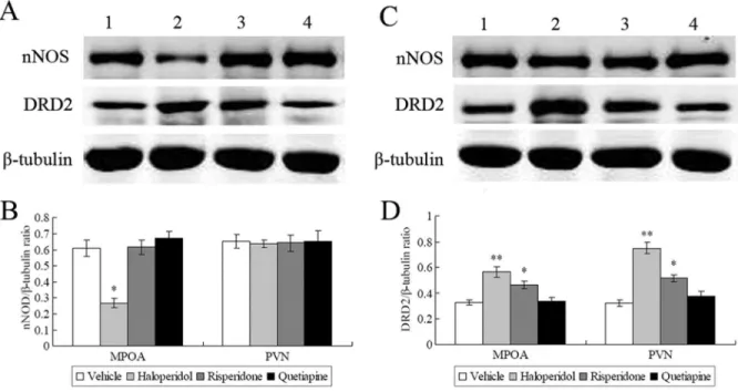 Figure 4. Representative western blot images of nNOS and DRD2 protein expression in the MPOA (A) and the PVN (C) following three weeks of antipsychotic drug administration
