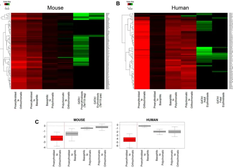 Fig 6. Gene expression fold change profiling of RP genes during human and mouse erythropoiesis in relation to GATA1 occupancy