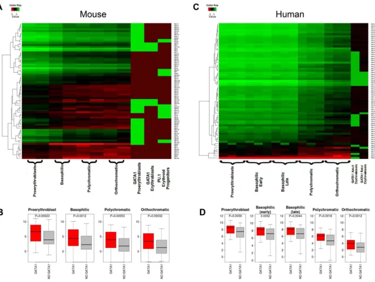 Fig 7. Correlation of GATA1 occupancy with absolute RP expression levels in distinct stages of mouse and human terminal erythropoiesis