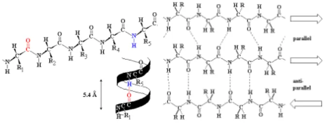 Figure 1: Left: an α-helix illustrated as ribbon diagram, there are 3.6 residues per turn corresponding to 5.4 ˚ A.