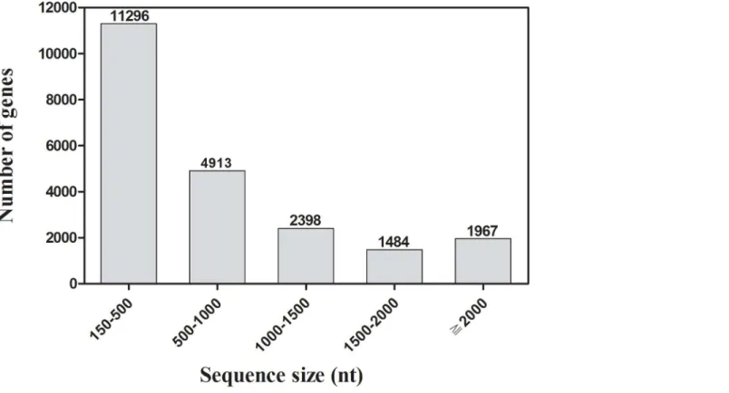 Fig 1. Distribution of unigene size in the D. valens transcriptome assembly.