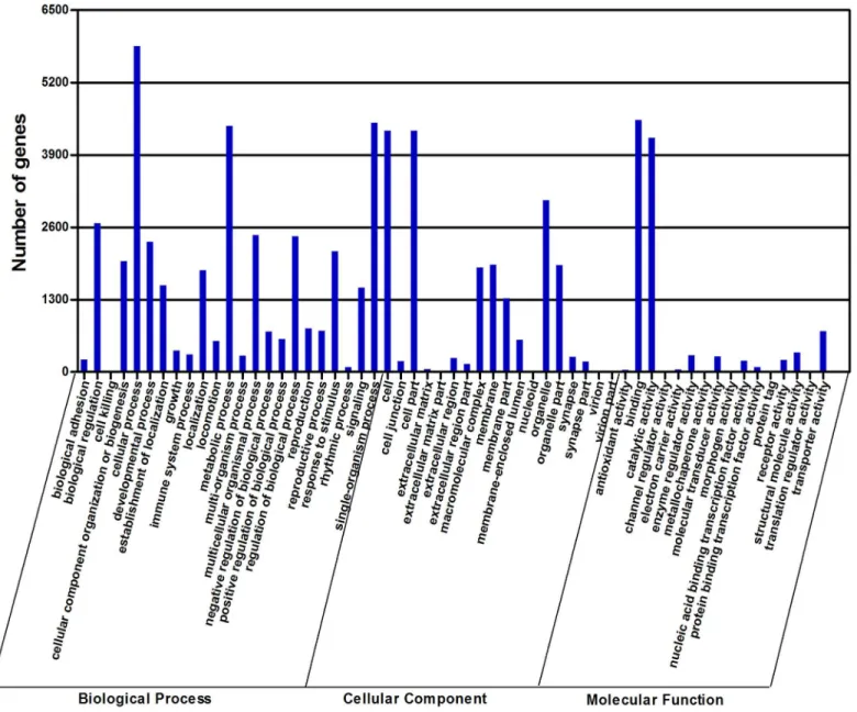 Fig 3. Gene ontology (GO) classification of the D. valens transcripts with Blast2GO program.