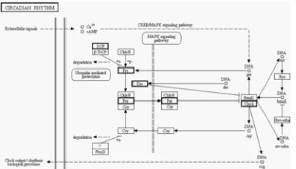 Fig 2. Differentially expressed genes in the circadian rhythm pathway. Bold boxes indicate the genes that were differentially expressed