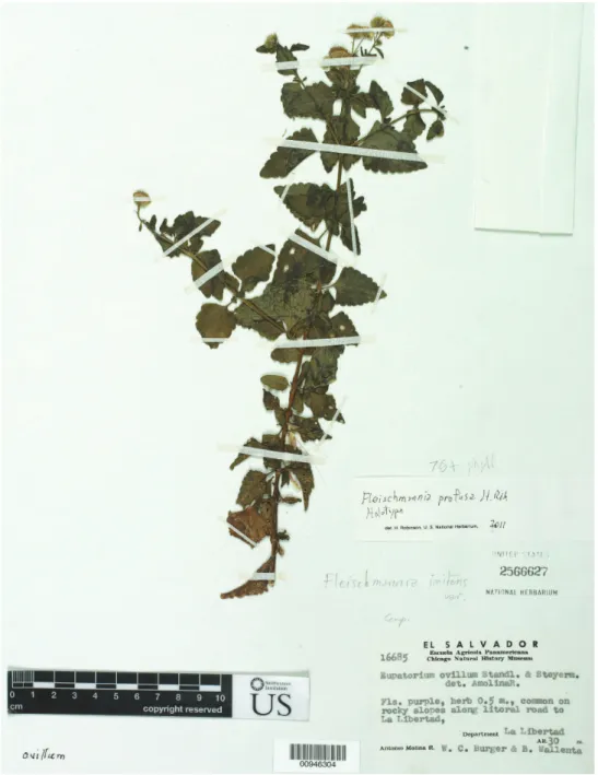 Figure 1. Fleischmannia profusa H. Rob., holotype (US).