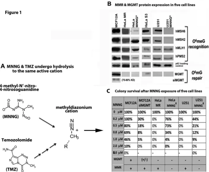 Figure 4. Normal (MCF12A) and cancer (HeLa MR and U251) cells exhibit very different senescent fractions of each population after MNNG exposure.