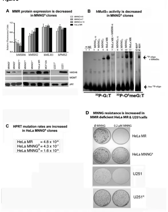 Figure  2.    MMR  protein  expression  and  hMutSα  activity  decreases  while  hprt  mutation  rates  and  MNNG  resistance increases  in  MGMT  and  MMR  negative  subclones  after  repeated  exposure  to  MNNG