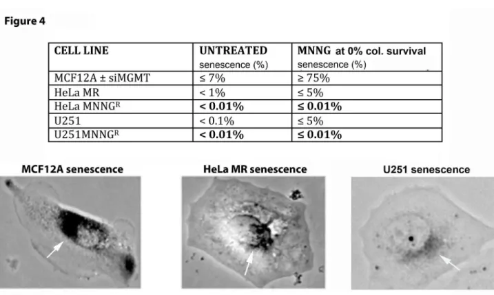 Figure 5. Normal (MCF12A) and cancer (HeLa MR and U251) cells exhibit very different caspase cleavage activity after MNNG exposure.
