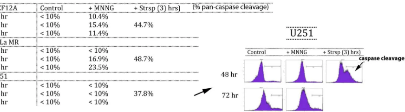 Figure 6. Apoptosis Inducing Factor (AIF) translocates to the nucleus in cancer cells (U251 and HeLa MR) but not in normal cells (MCF12A) after MNNG exposure.