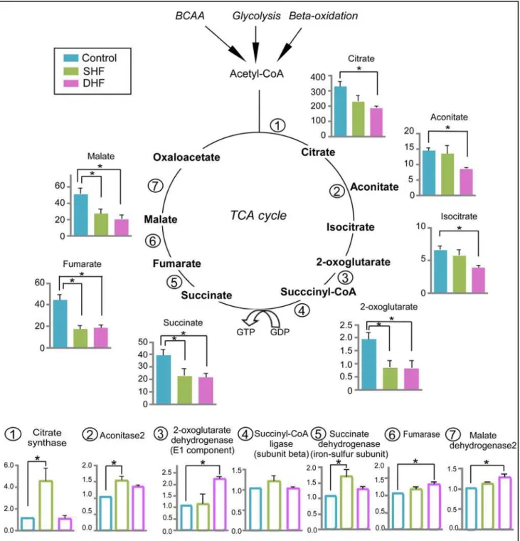 Fig 5. Metabolomic and proteomic profile of the TCA cycle. Data from Control, SHF, and DHF hearts