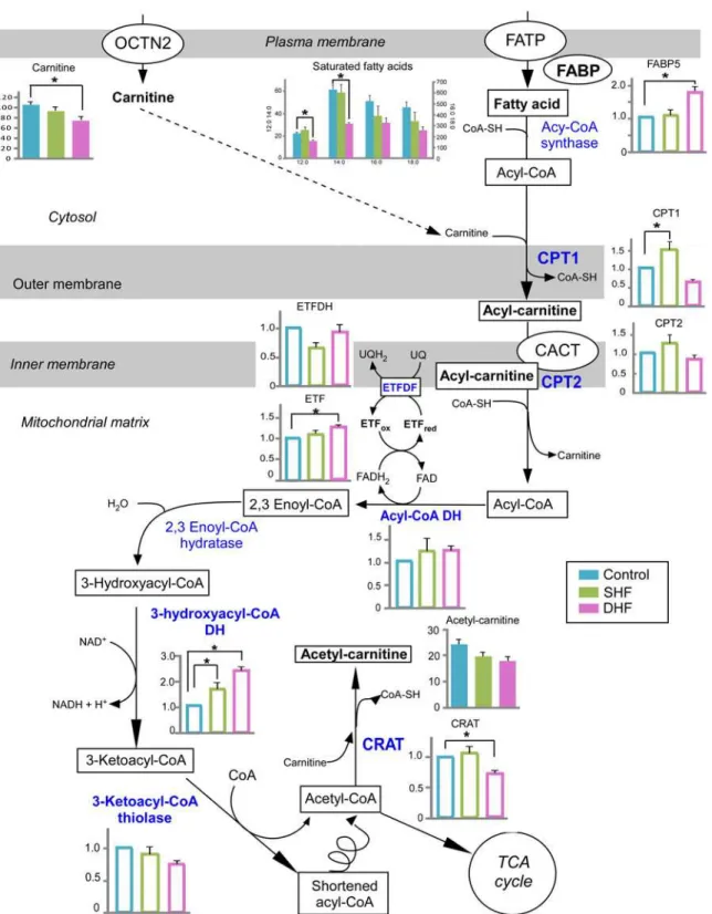 Fig 6. Fatty acid catabolism. A schematic overview of fatty acid catabolism is presented with the levels of detected metabolites and relevant proteins in Control, SHF, and DHF