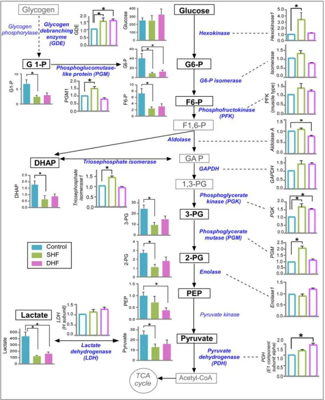 Fig 8. Metabolomic and proteomic profile of glucose metabolism. Data from Control, SHF, and DHF hearts