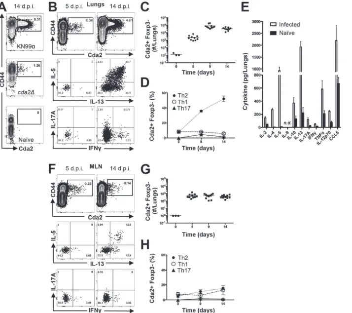 Fig 1. Type-2 Helper T Cells Accumulate in the Lungs of Mice Infected with C. neoformans