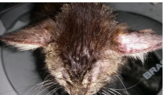 Figura  2.    Animal  no  primeiro  atendimento  (28  de  maio  de  2015),  apresentando  áreas  de  alopecia na região das orelhas 