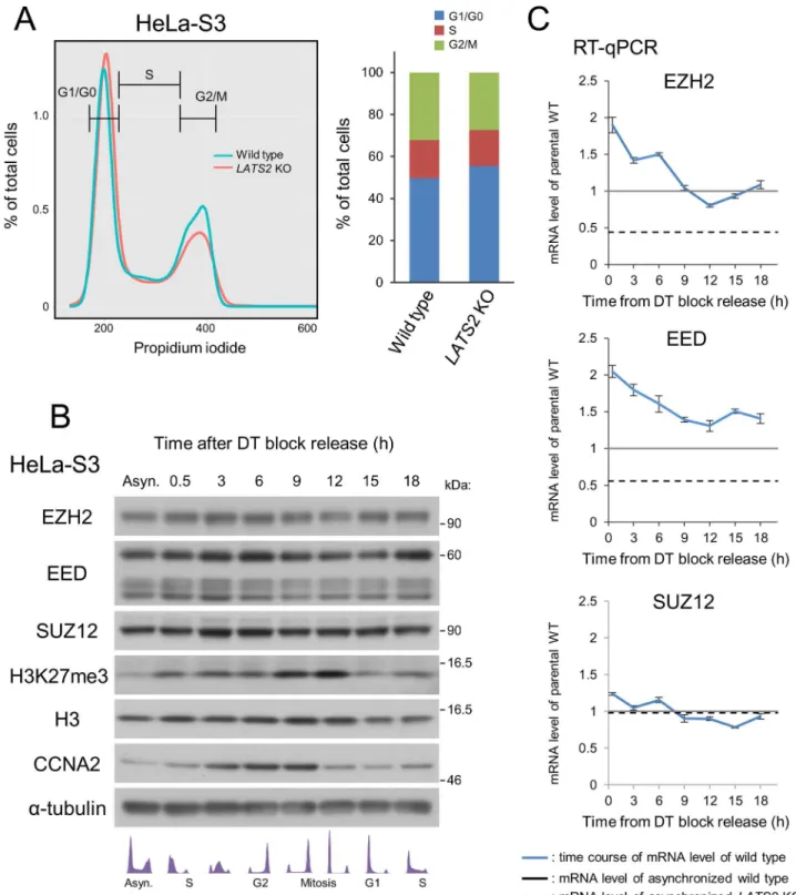 Fig 5. Downregulation of PRC2 upon LATS2 KO is not due to cell cycle aberrations. (A) No differences in the cell cycle were observed in HeLa-S3 cells upon KO