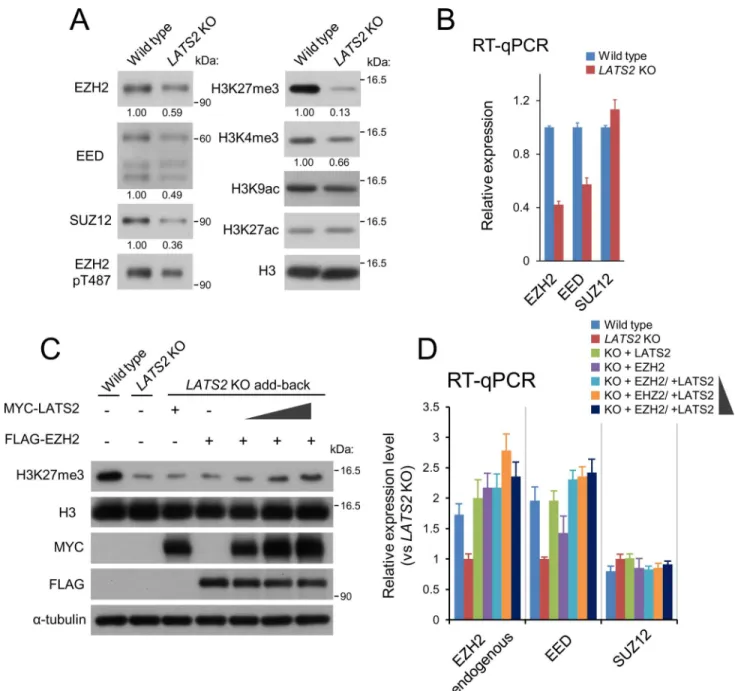 Fig 4. LATS2 KO downregulates PRC2 at both the protein and mRNA levels. (A) Polycomb components and major histone marks following LATS2 KO